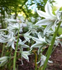 Image result for Ornithogalum