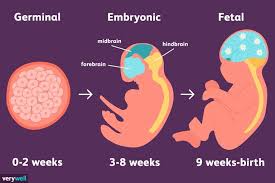 Embryonic And Fetal Stages Prenatal Development Prenatal Brain Development