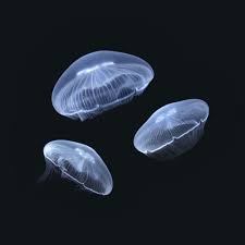 We are feeding them pellet food from jellyfishart. 1 Medium 2 Small Moon Jellyfish Sunset Marine Labs Live Jellyfish Aquariums
