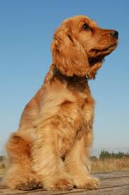 Cockapoo (cocker spaniel x poodle). English Cocker Spaniel Breed Information Pet365 Blog