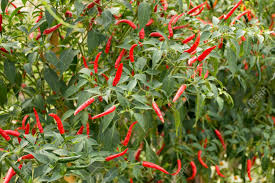We did not find results for: Red Chili Or Chilli Peppers Plant In Garden Of Agricultural Plantation Farm At Countryside In Nonthaburi Thailand Stock Photo Picture And Royalty Free Image Image 95556764