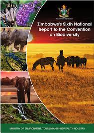 Image result for Syncolostemon oritrephes