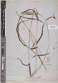 Image result for Microstegium fasciculatum