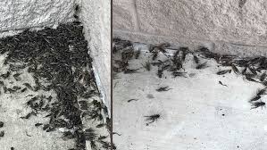 Maybe you would like to learn more about one of these? It S Not Just You Why It Feels Like Crickets Are Taking Over Texas Khou Com
