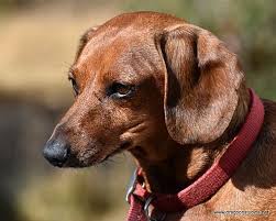 Learn more about spokane county regional animal protection service in spokane valley, wa, and search the available pets they have up for adoption on with current health protocols in place, we are operating by appointment only. Pin On Plain Brown Wrapper Heart Of Gold America S Brown Shelter Pets