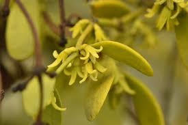 Image result for Viscum subserratum