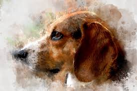Poems go beyond a simple message and express the feelings we may be struggling to articulate ourselves. Pet Loss Poems Rainbow Bridge Poem Pet Loss Quotes