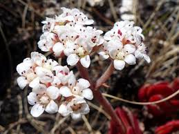 Image result for Crassula globularioides
