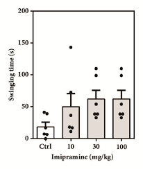 Image result for Maerua aethiopica