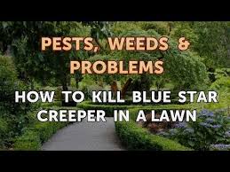 Elements of indie rock blend with folk and psychedellia, where a folk ballad can flow into a rock anthem. How To Kill Blue Star Creeper In A Lawn Youtube