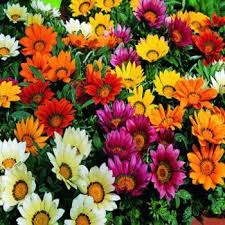 Gazania Seeds Treasure Flower Gazania Rigens Flower Seed Mix Flower Seeds Planting Bulbs Plants