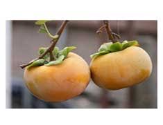 Delicious chocolate persimmon muffin recipe; Persimmon Fruit Varities Fuyu Hachiya Among Tsuru No Ko Maru Health Nutrition Benefits Recipes Bundt Cake Chutney