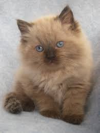 Pin On Cat And Kittens