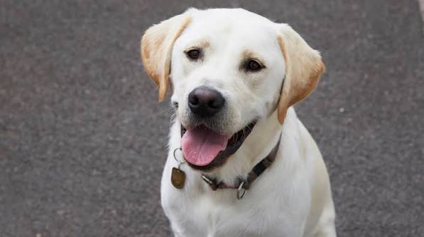 Happy Dog