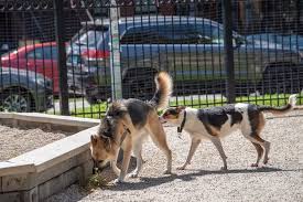 Even when it comes to aggression, though, there is usually a level of fear involved. 7 Real World Examples Of Dog Body Language With Pictures Quiz All Things Dogs All Things Dogs