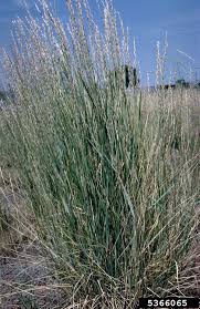 Image result for Lessertia falciformis