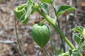 Image result for Physalis viscosa