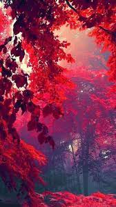 Red Autumn Beautiful Scenery Photography Aesthetic Photography Nature Beautiful Nature Wallpaper