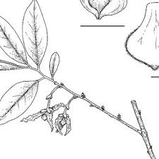 Image result for Dielsiothamnus divaricatus