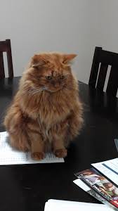 Both breeds can theoretically be trained to go on walks. Is My Floof A Maine Coon Or A Norwegian Forest Cat She Came As A Stray So I Have No Background Info I Appreciate Your Feedback Mainecoons