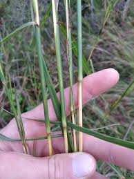 Image result for Hyparrhenia nyassae