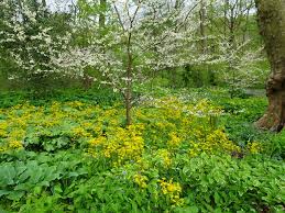 Image result for Nicolasia nitens