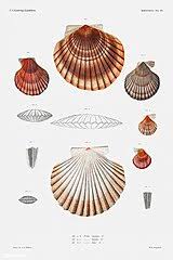Maybe you would like to learn more about one of these? File Clam Shell Varieties Vintage Poster Jpg Wikimedia Commons