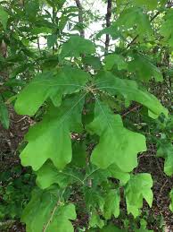 Quercus Marilandica Blackjack Oak Oaks North Carolina Extension Gardener Plant Toolbox
