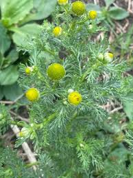 Image result for Dicoma arenaria