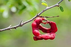 Image result for Pithecellobium dulce