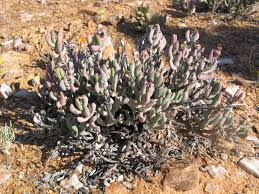 Image result for Hereroa