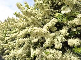 Image result for Pyracantha coccinea soleil d'or