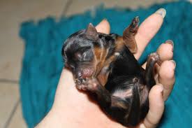 They can take a chill very easily. Newborn Puppy Chocolatini S Trip Through Motherhood