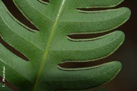 Image result for Pteris commutata