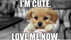 53 Cutest I Love You Meme Meme Central