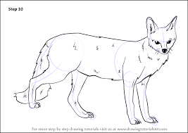 White fox animation studio katanagatari anime arctic fox, white fox, studio, text, logo png. Learn How To Draw A Gray Fox Wild Animals Step By Step Drawing Tutorials
