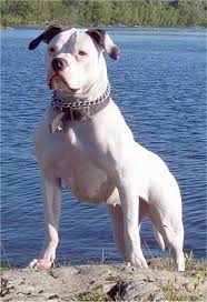 A very helpful and diligent breed, the american bulldog are instinctively herders and guardians which made them valuable. American Bulldog Dog Breed Information And Pictures