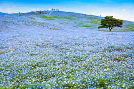 A sea of 4.5 million baby blue eye flowers in japan's. Hill Of Nemophila Flowers Baby Blue Eyes Flowers At Hitachi Stock Photo Picture And Royalty Free Image Image 95075710