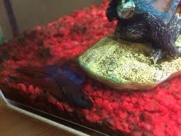 I cut a hole in the bottom of a 5 clear plant saucer, to put the roots of the bamboo. Betta Sinks To Bottom Of Tank Lays On His Side My Aquarium Club