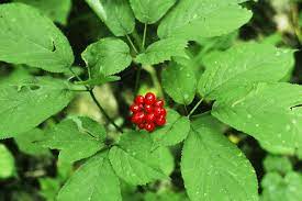 ✓ free for commercial use ✓ high quality images. A Plan To Save Appalachia S Wild Ginseng Wired