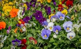 Image result
