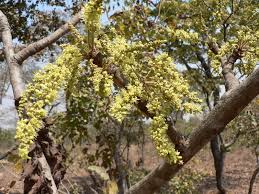 Image result for Lannea discolor