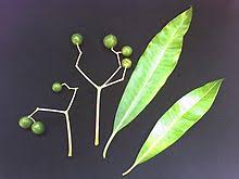 Image result for Rauvolfia afra