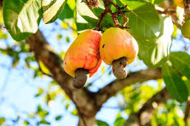 Choose from a wide range of similar scenes. What Does Cashew Fruit Taste Like Thrive Cuisine