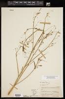 Image result for Aeschynomene nyassana