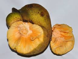 Dear rare fruit enthusiasts, here are the rare fruit seeds and exotic tropical fruit seeds we have for sale. I Net Farms