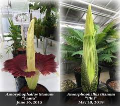 Corpse Flower Bloom California State University Long Beach