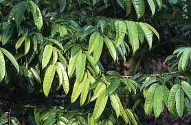 Image result for Dipterocarpaceae