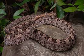Image result for Phaulopsis sangana
