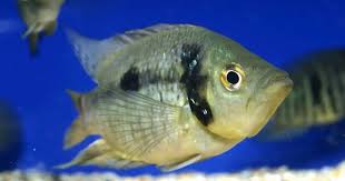 Image result for Kraussia kirkii